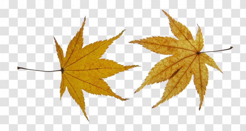 Maple Leaf - Autumn Leaves Transparent PNG
