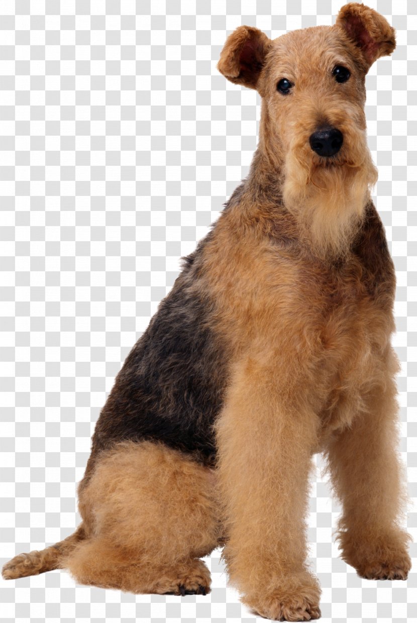 Airedale Terrier Old English Sheepdog Wire Hair Fox Maltese Dog Boston - Welsh - Puppy Transparent PNG