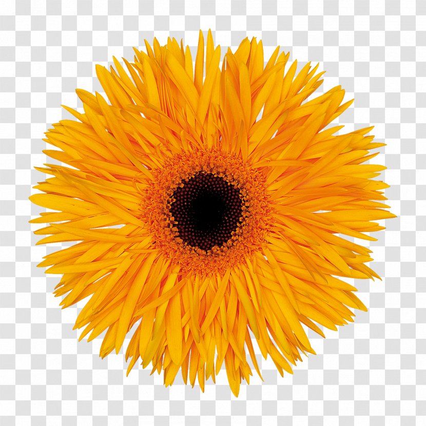 Stock Photography Common Sunflower Transvaal Daisy Royalty-free - Gerbera - STAR DUST Transparent PNG