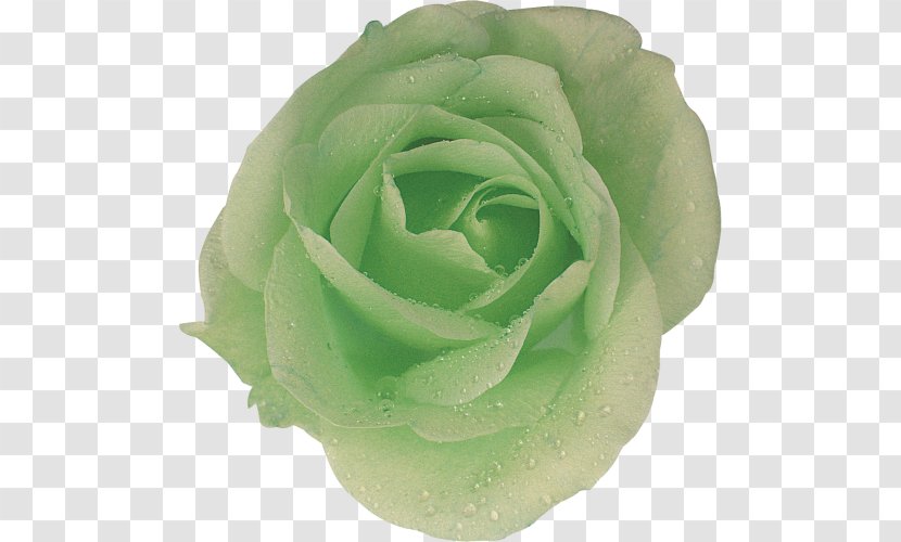 Garden Roses Cabbage Rose Cut Flowers Petal - Order - Rosa Centifolia Transparent PNG