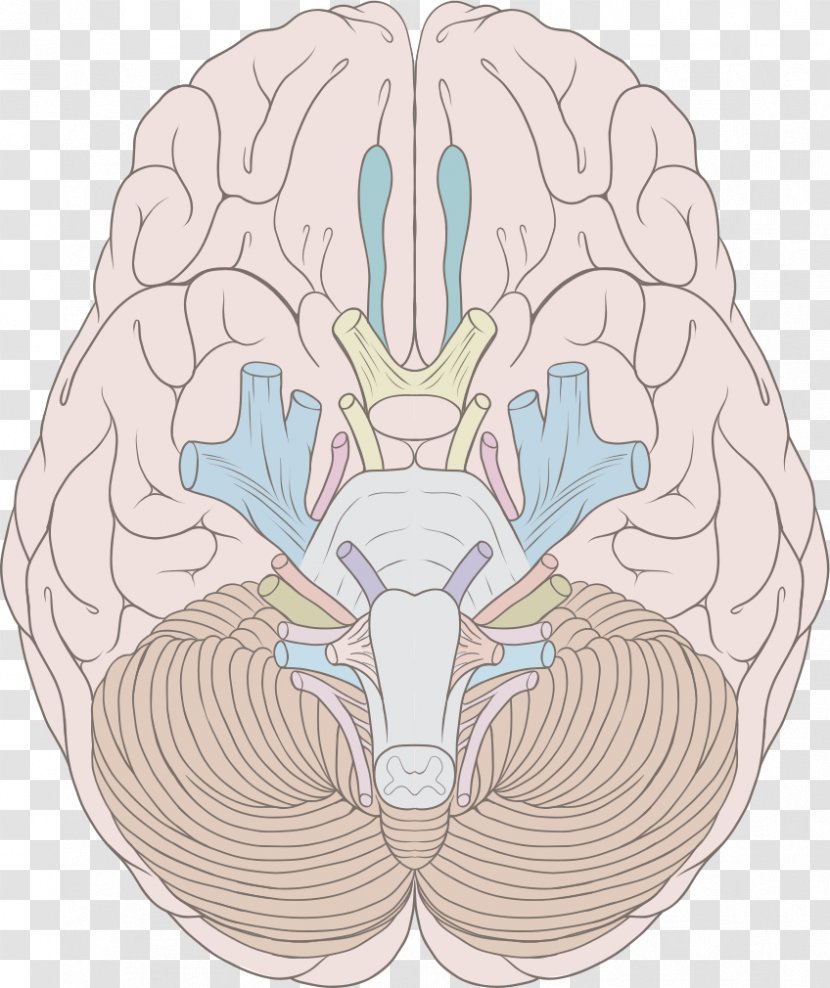 Cranial Nerves Human Brain Nervous System Brainstem - Frame Transparent PNG