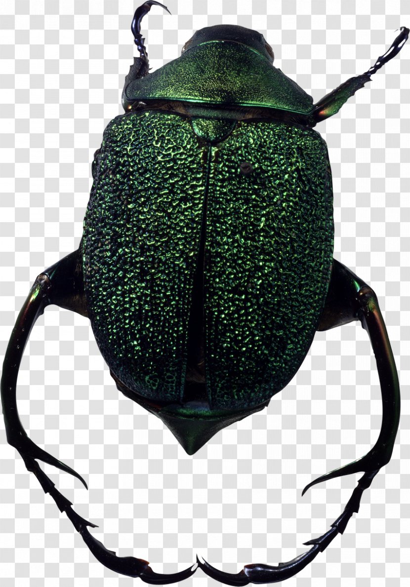 Beetle Image JPEG GIF - Green Shield Bug Transparent PNG