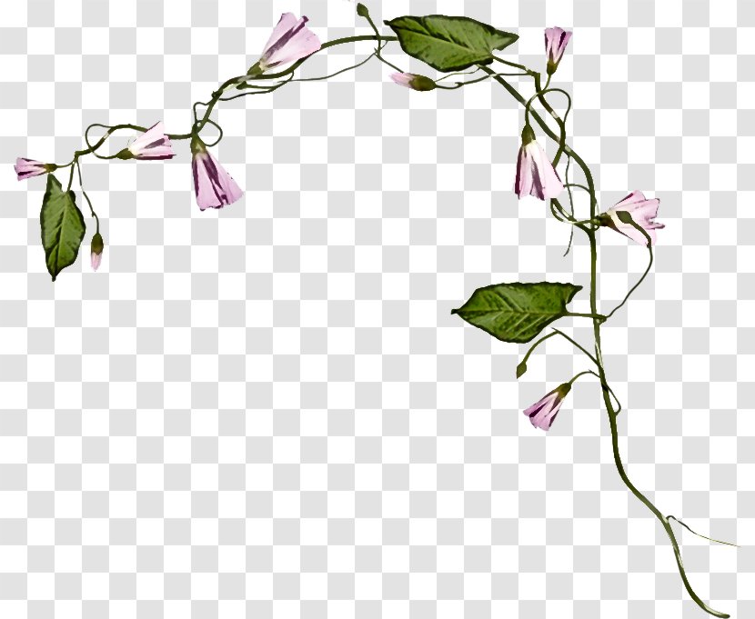 Flower Plant Branch Stem Twig - Bellflower Family Transparent PNG