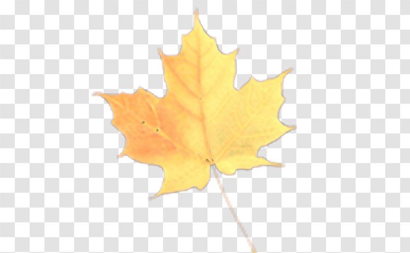Maple Leaf - Plant - Deciduous Transparent PNG