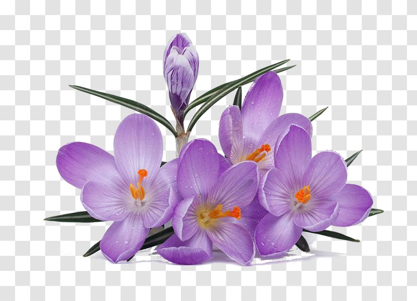 Crocus Saffron Лунінецкія навіны Flower - Flowering Plant Transparent PNG