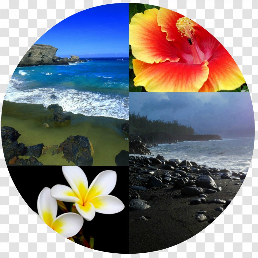 León Flora Spring Framework Feeling - Hawaiian Islands Transparent PNG