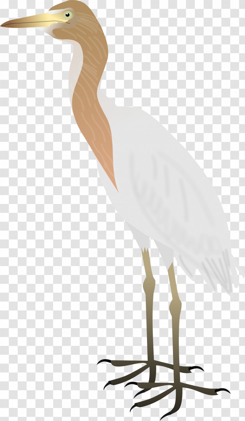 Heron Bird Great Egret Wader - Pelecaniformes Transparent PNG