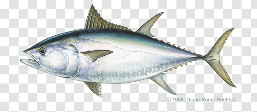 Pacific Bluefin Tuna Albacore Bigeye Atlantic Yellowfin - Fish Products - Fishing Transparent PNG