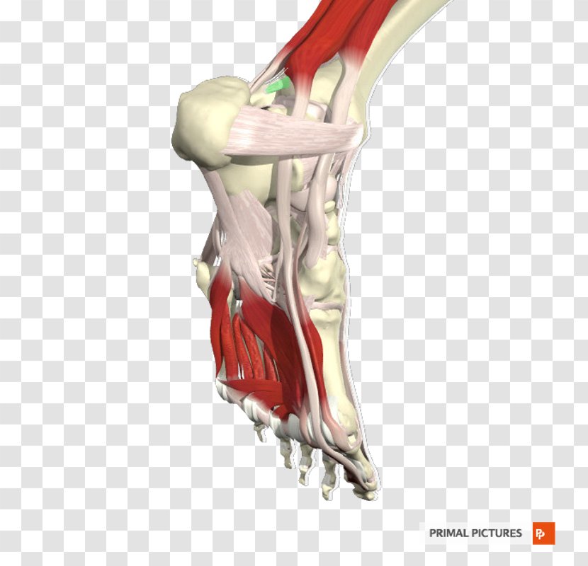 Joint Shoulder Arm Bone Jaw - Neck - Ligament Transparent PNG