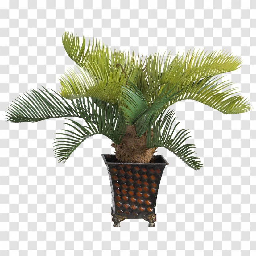 Phoenix Roebelenii Adonidia Ravenea Date Palm Houseplant - Elaeis - Free Buckle Landscape Transparent PNG