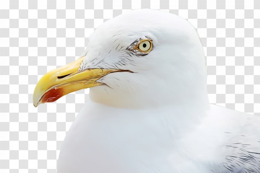 Bird Beak Gull Western European Herring - Ring Billed - Closeup Transparent PNG