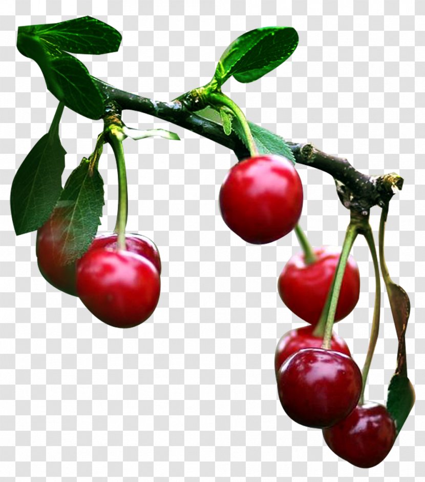 Cherry Fruits Et Légumes Cerasus - Lingonberry Transparent PNG