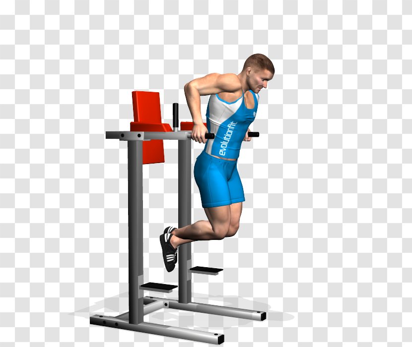 Weight Training Dip Triceps Brachii Muscle Fly Exercise - Watercolor Transparent PNG