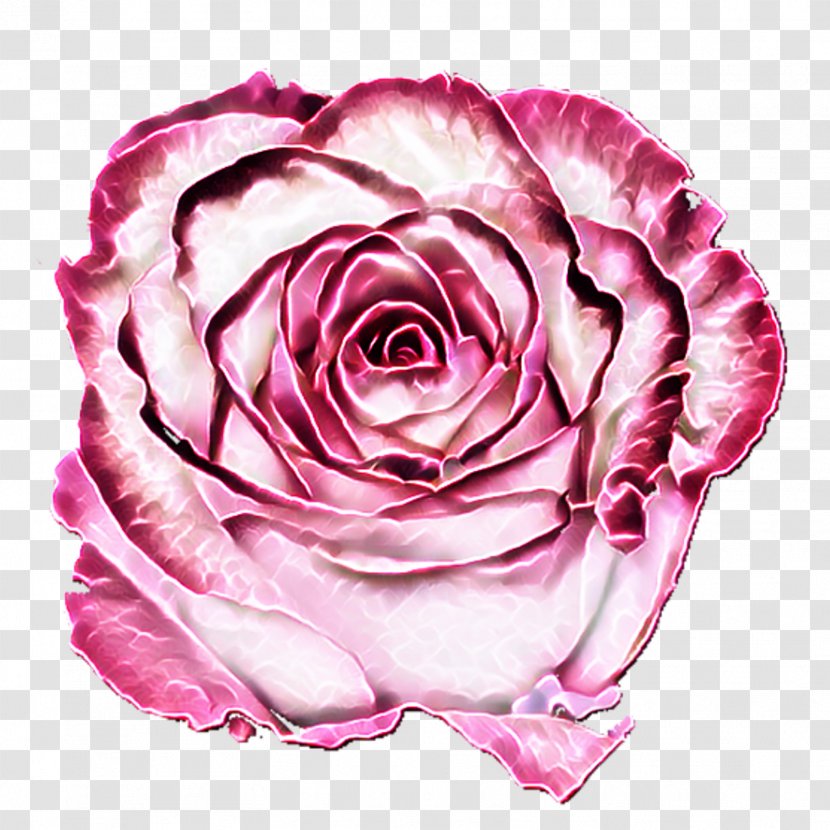 Garden Roses Cabbage Rose Floribunda Floristry Cut Flowers - Transparent Flower Wreath Transparent PNG