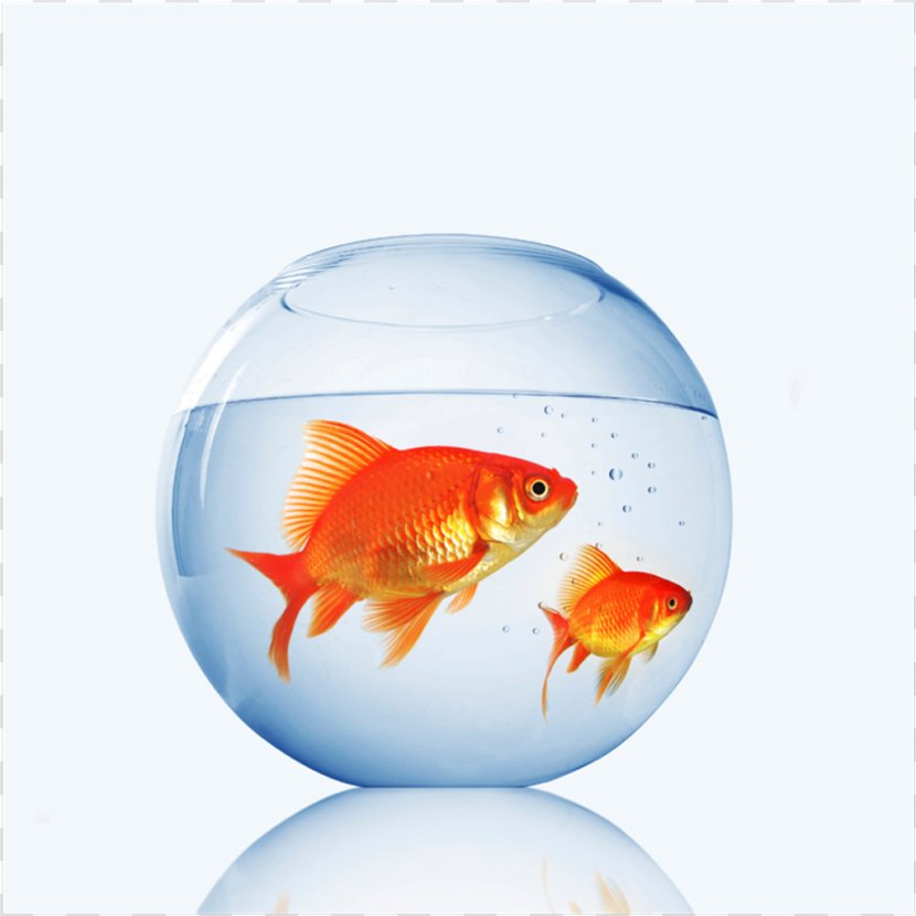 Goldfish Aquarium Fishkeeping Pet Shop - Tropical Fish Transparent PNG