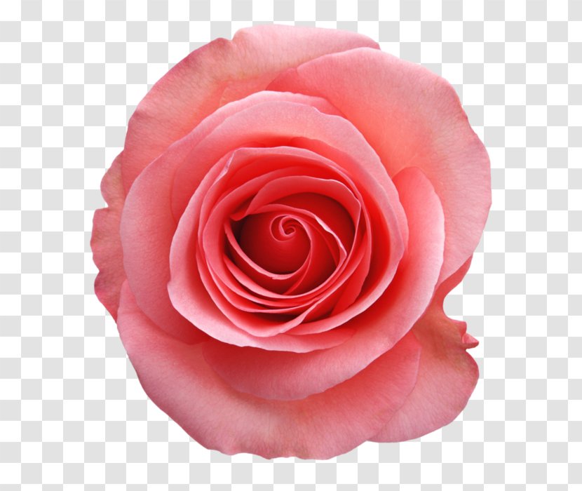 Beach Rose China Garden Roses Pink Flower - Flowering Plant - Nelumbo Nucifera Transparent PNG