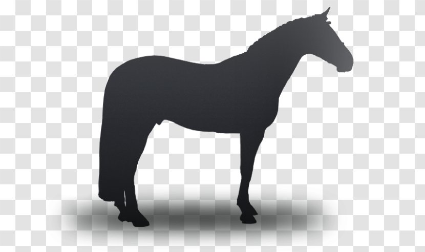 American Quarter Horse Mustang Stallion Pony Percheron - Rein Transparent PNG