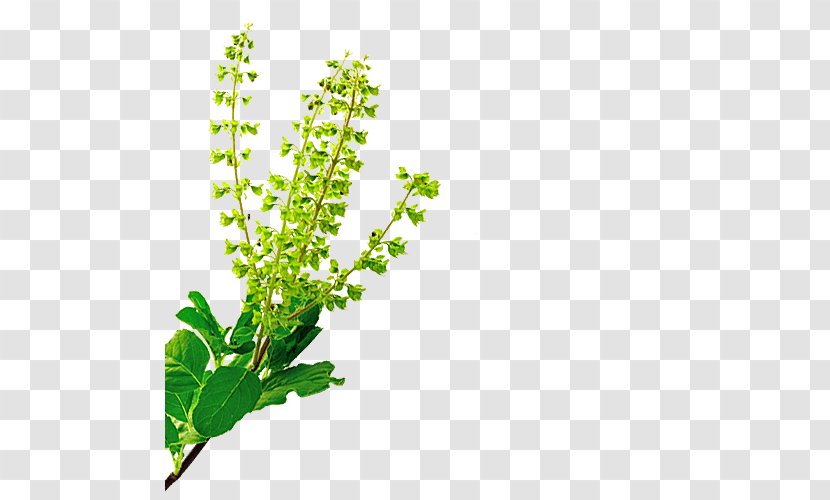 Herb Holy Basil Plant Neem Tree - Orgenetics Inc - Food Ingredients Transparent PNG