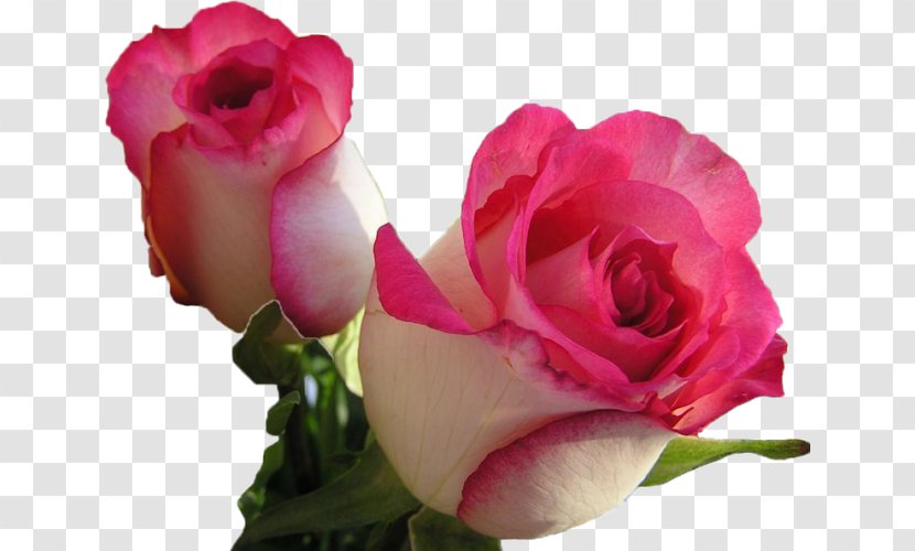 Rose Desktop Wallpaper Flower Image Pink - Order Transparent PNG