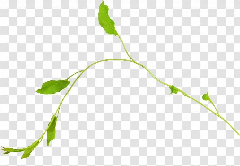 Twig Green Leaf - Plant Transparent PNG