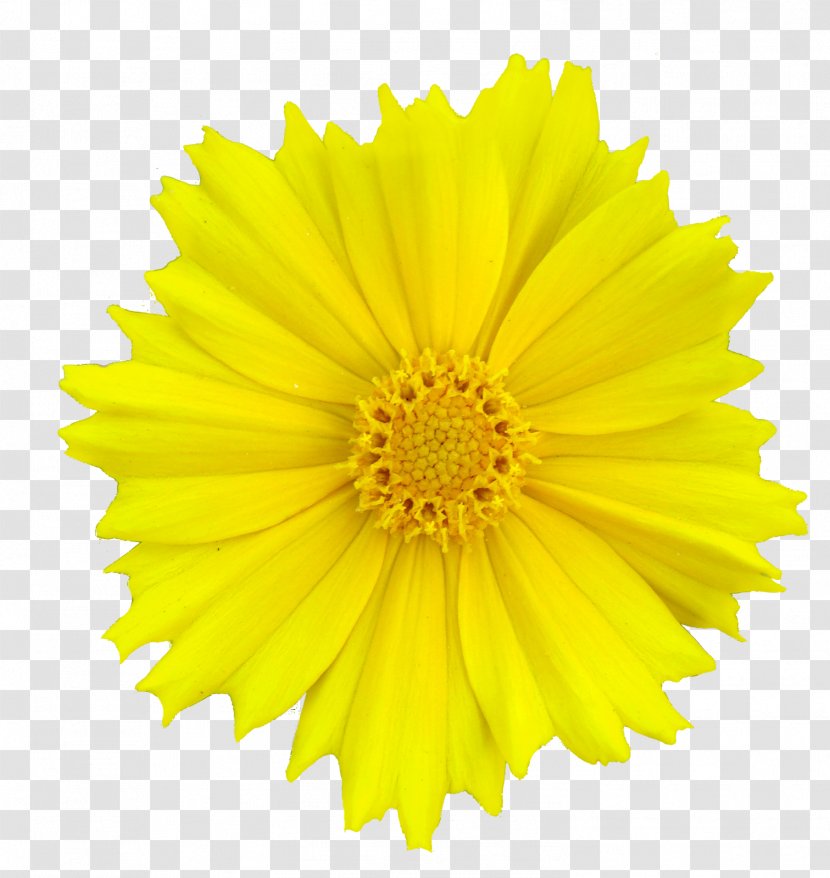 Stock Photography Flower Clip Art Yellow Transvaal Daisy - White Transparent PNG