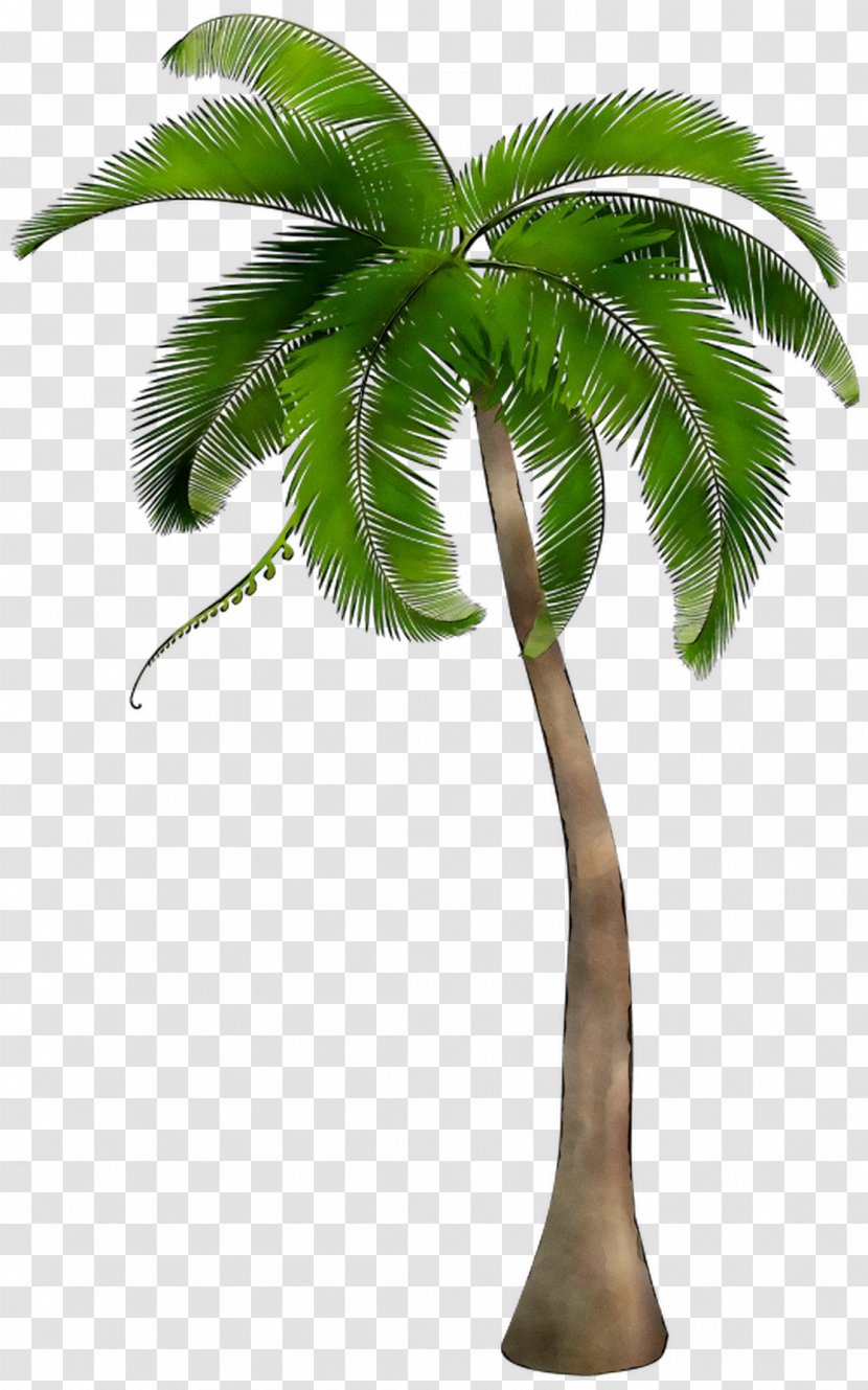 Palm Trees Clip Art Image Illustration - Woody Plant - Roystonea Transparent PNG