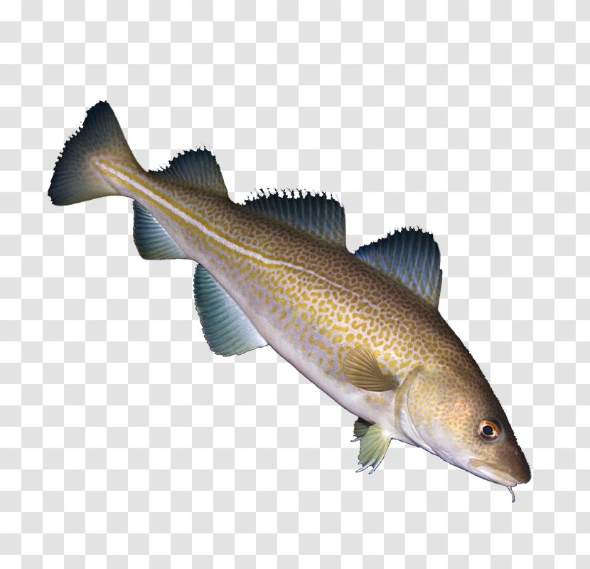 Fish Cod Euclidean Vector - Set - Creative Transparent PNG