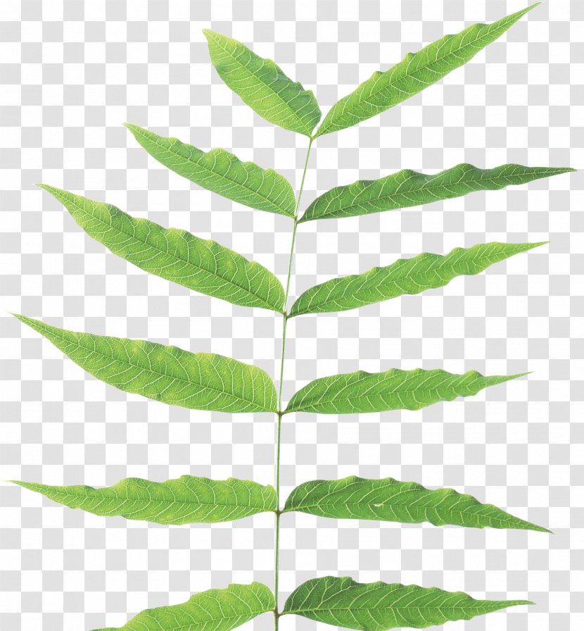 Leaf Clip Art - Branch - Green Transparent PNG