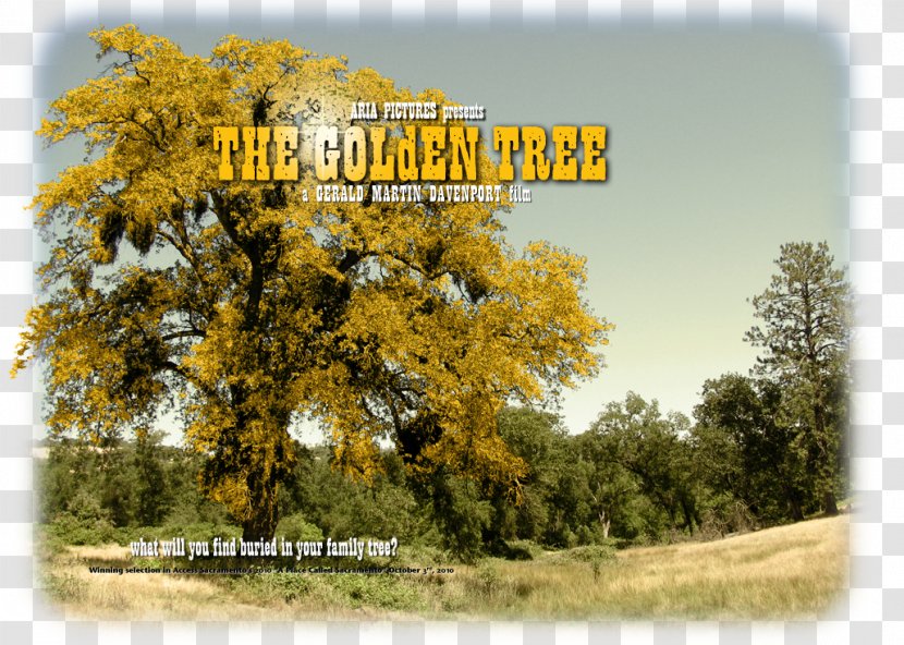 Web Design Sacramento Golden Tree Way California Gold Rush - Plant Transparent PNG