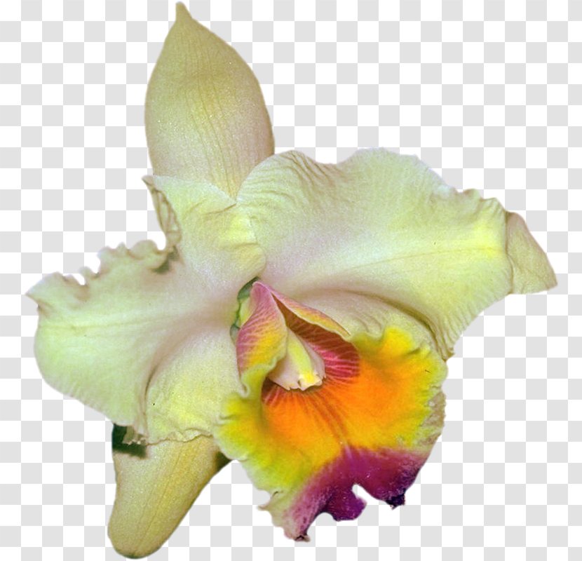 Cattleya Orchids Moth Clip Art - Iris - Beautiful Orchid Photo Frame Transparent PNG