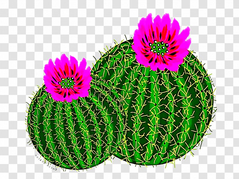 Cactus - Succulent Plant - Petal Hedgehog Transparent PNG