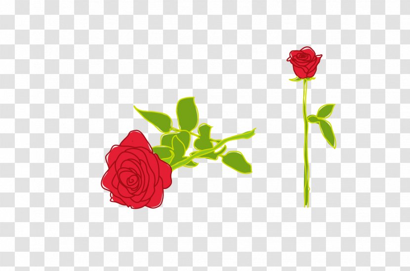 Rose Illustration Transparent PNG