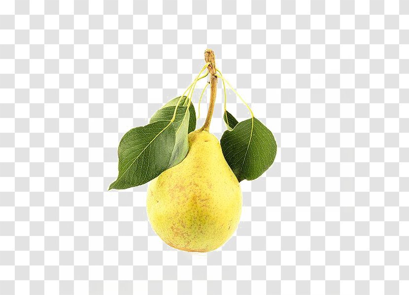 Pyrus Xd7 Bretschneideri Asian Pear Citron - Rhubarb Transparent PNG