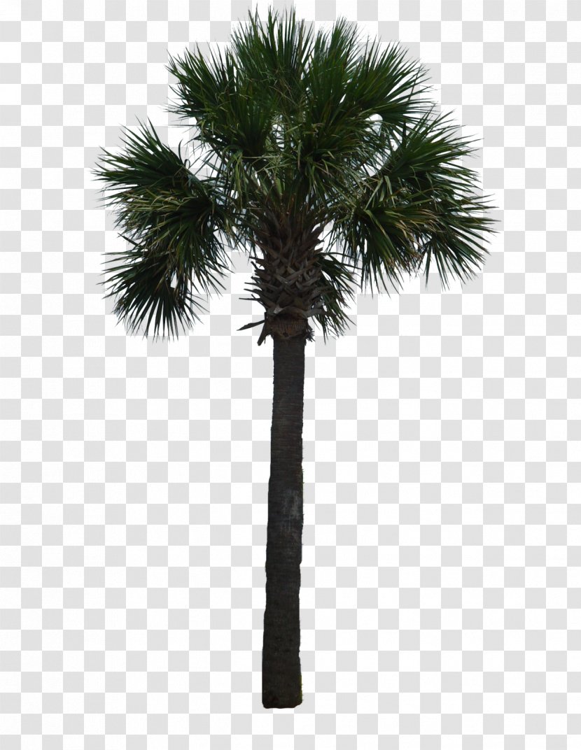Tree Arecaceae Woody Plant Asian Palmyra Palm - Trunk - Trees Transparent PNG