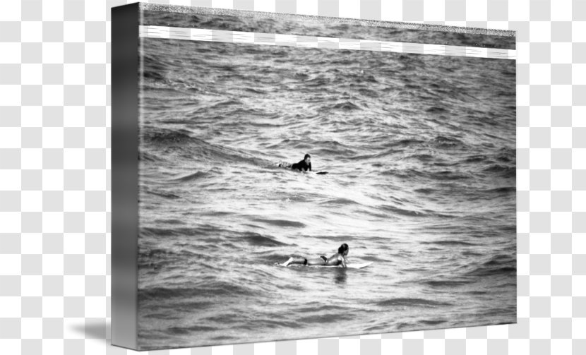 Duck Water Photography Wood /m/083vt - Black And White Transparent PNG