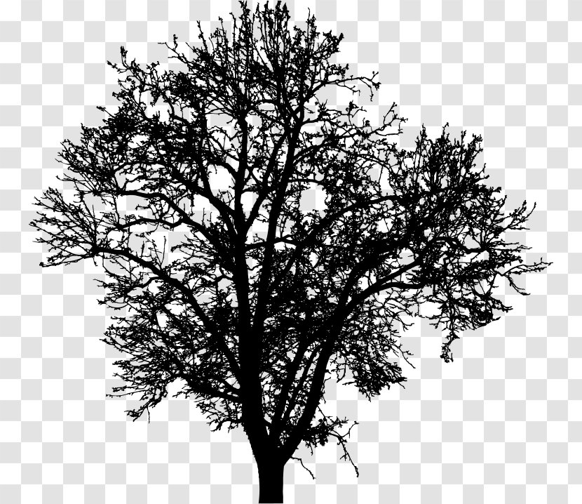 Twig Tree Clip Art - Black And White Transparent PNG