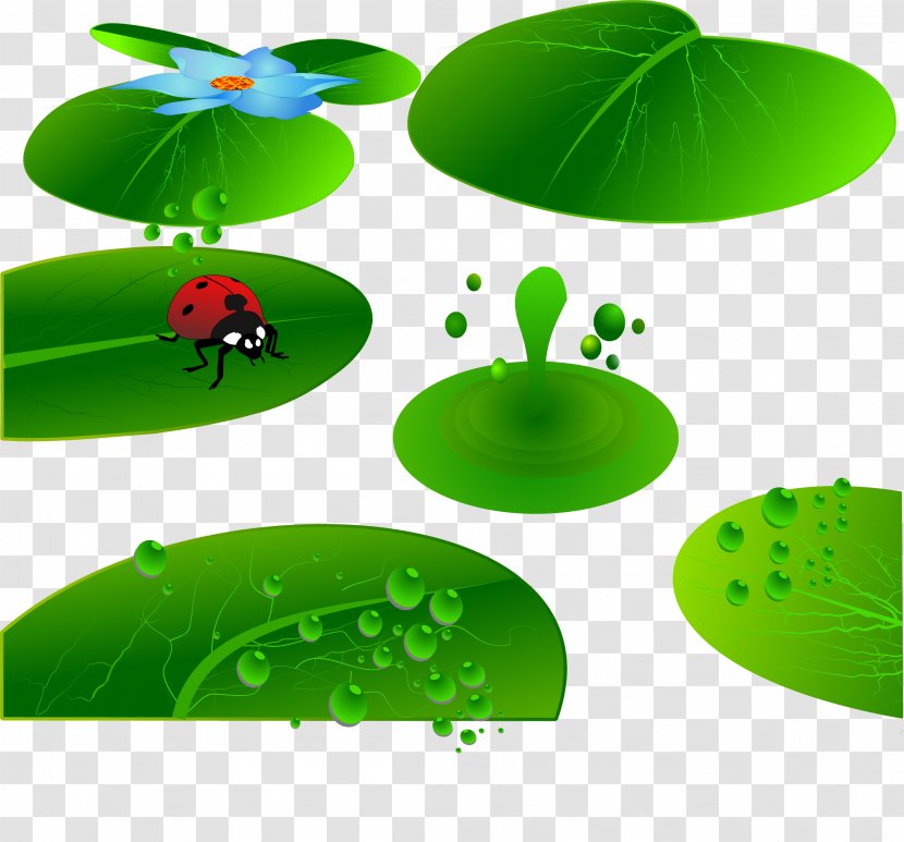 Leaf Insect Cartoon Illustration - Grass - Painted Pond Ladybug Vector Transparent PNG