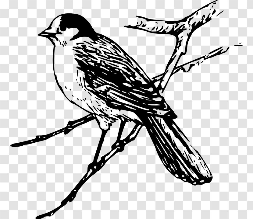 Bird Drawing Maya Clip Art - Organism Transparent PNG