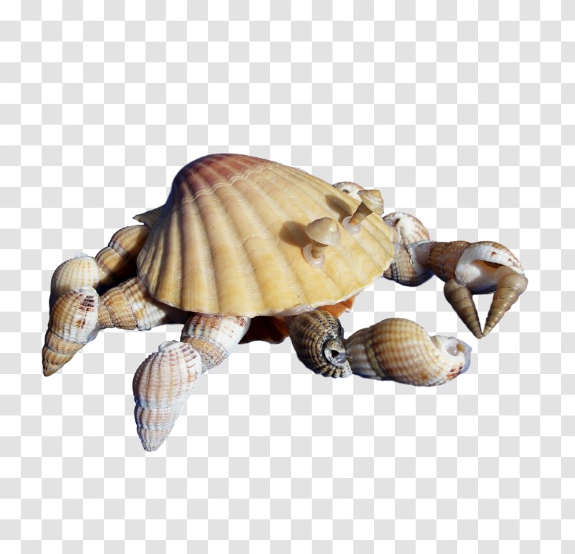 Sea Turtle Reptile Tortoise Animal - Box Turtles Transparent PNG