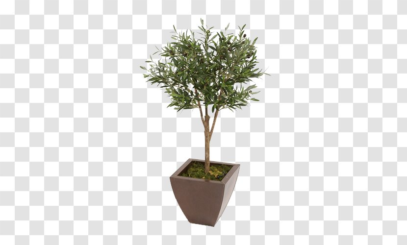 Bonsai Flowerpot Tree Houseplant - Olive - Foliage Plants Potted Transparent PNG