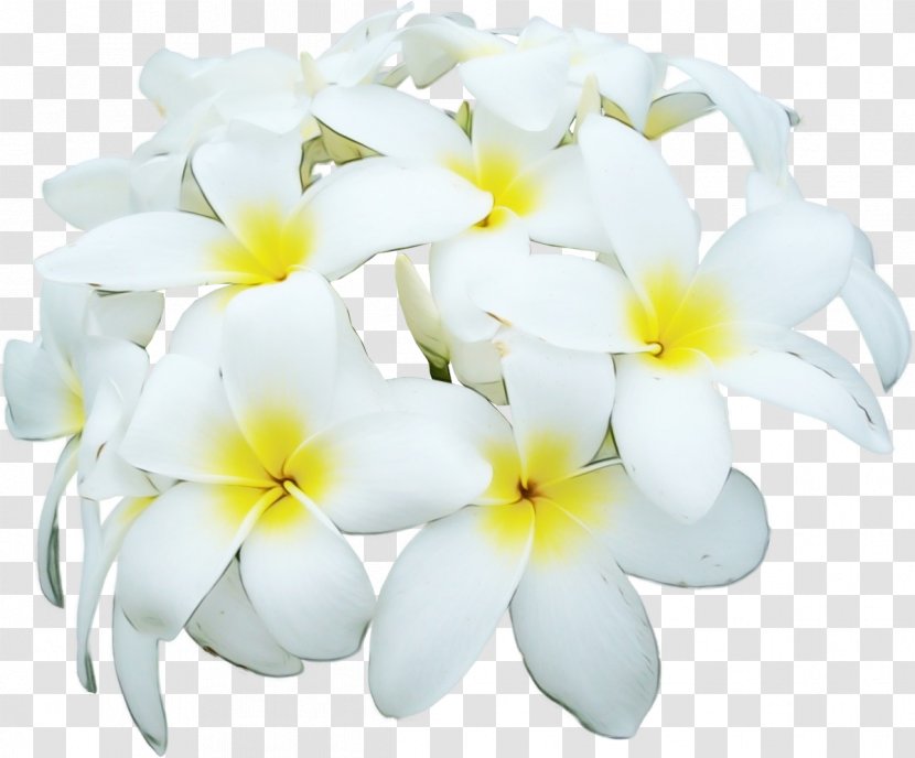 Flower White Petal Frangipani Plant - Watercolor - Flowering Yellow Transparent PNG