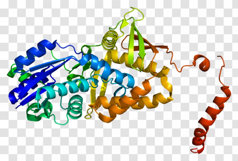 Argininosuccinate Synthase Argininosuccinic Acid Synthetase 1 Enzyme - Catalysis Transparent PNG