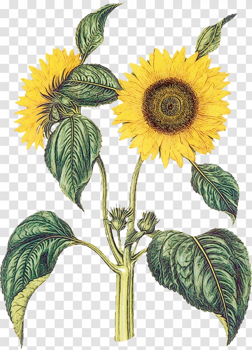 Sunflower - Watercolor - Asterales Daisy Family Transparent PNG