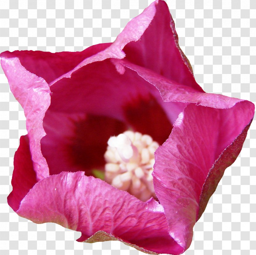 Mallows Hibiscus Magenta Rosaceae Violet - Rose Family - Flowers Transparent PNG
