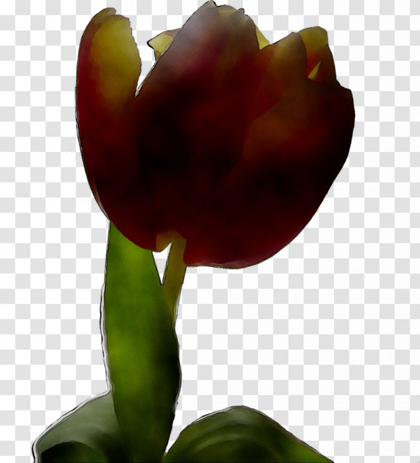 Tulip Plant Stem Plants - Petal Transparent PNG