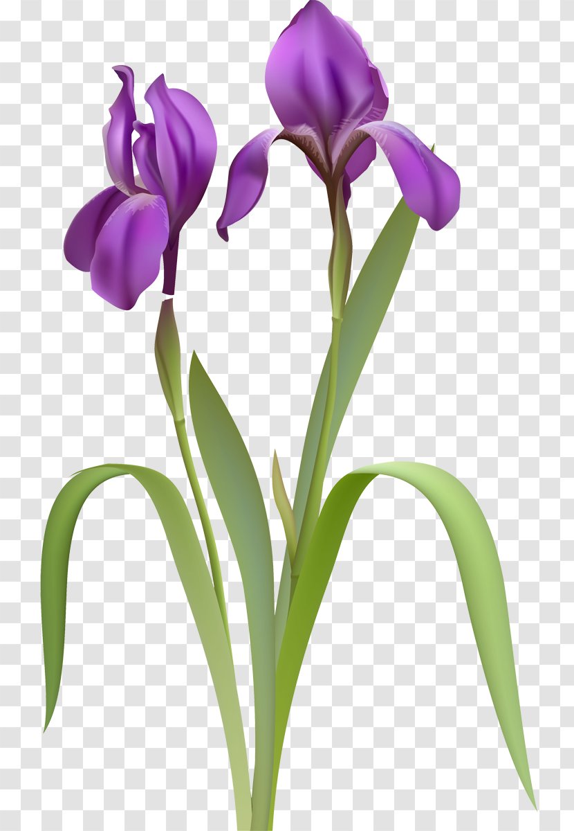 Irises Clip Art - Cattleya - Flowering Plant Transparent PNG