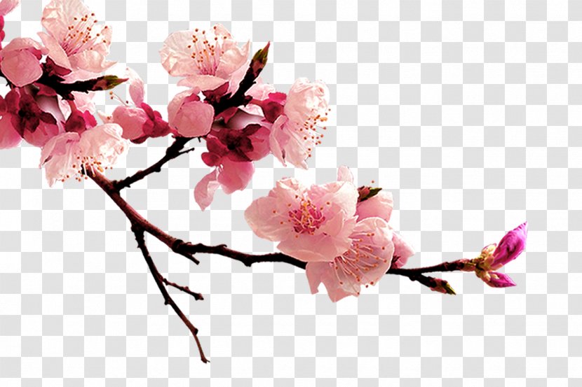 Peach Blossom Flower - Plant - Plum Transparent PNG