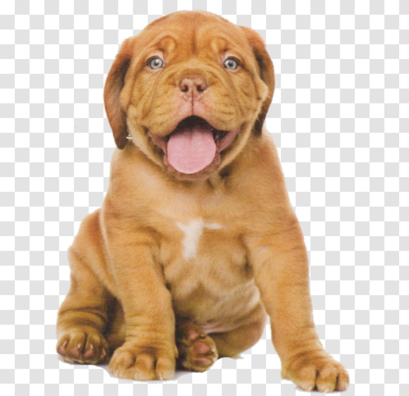 Puppy Pet Sitting Dogue De Bordeaux Cat - Dog Grooming Transparent PNG