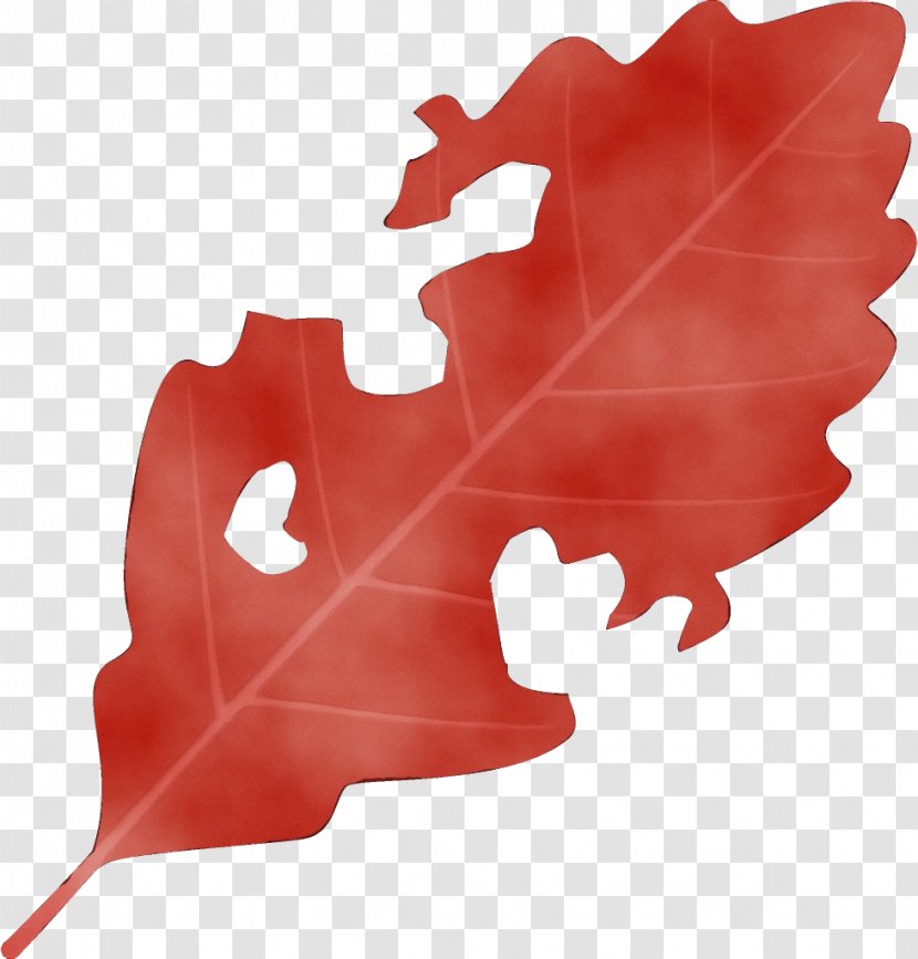 Maple Leaf - Tree - Plant Transparent PNG