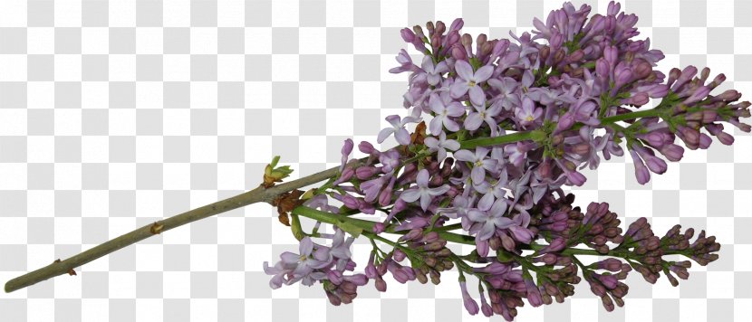 Cut Flowers Lilac Tree Clip Art - Seed Transparent PNG